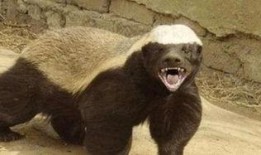 最新户外平头哥被爆料,揭秘神秘生物的神秘面纱