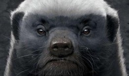 最新户外平头哥被爆料,揭秘神秘生物的神秘面纱