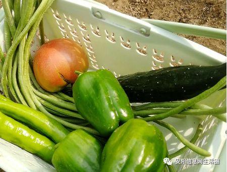 安阳吃瓜最新事件爆料是真的吗,最新爆料真相揭秘